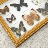 Frame mounted butterflies