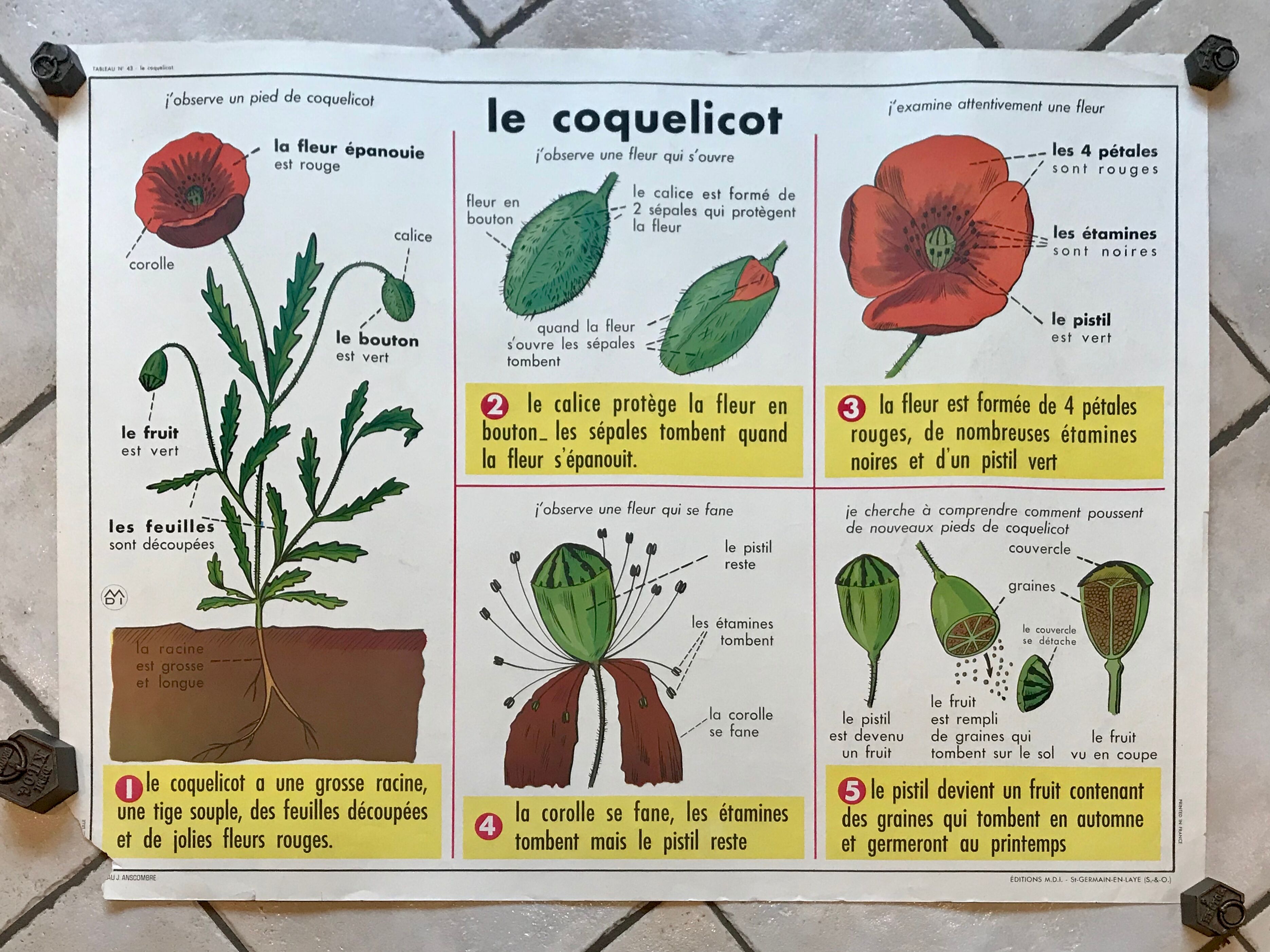 educational poster biology "The cherry" and "The poppy" 50s