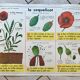 educational poster biology "The cherry" and "The poppy" 50s