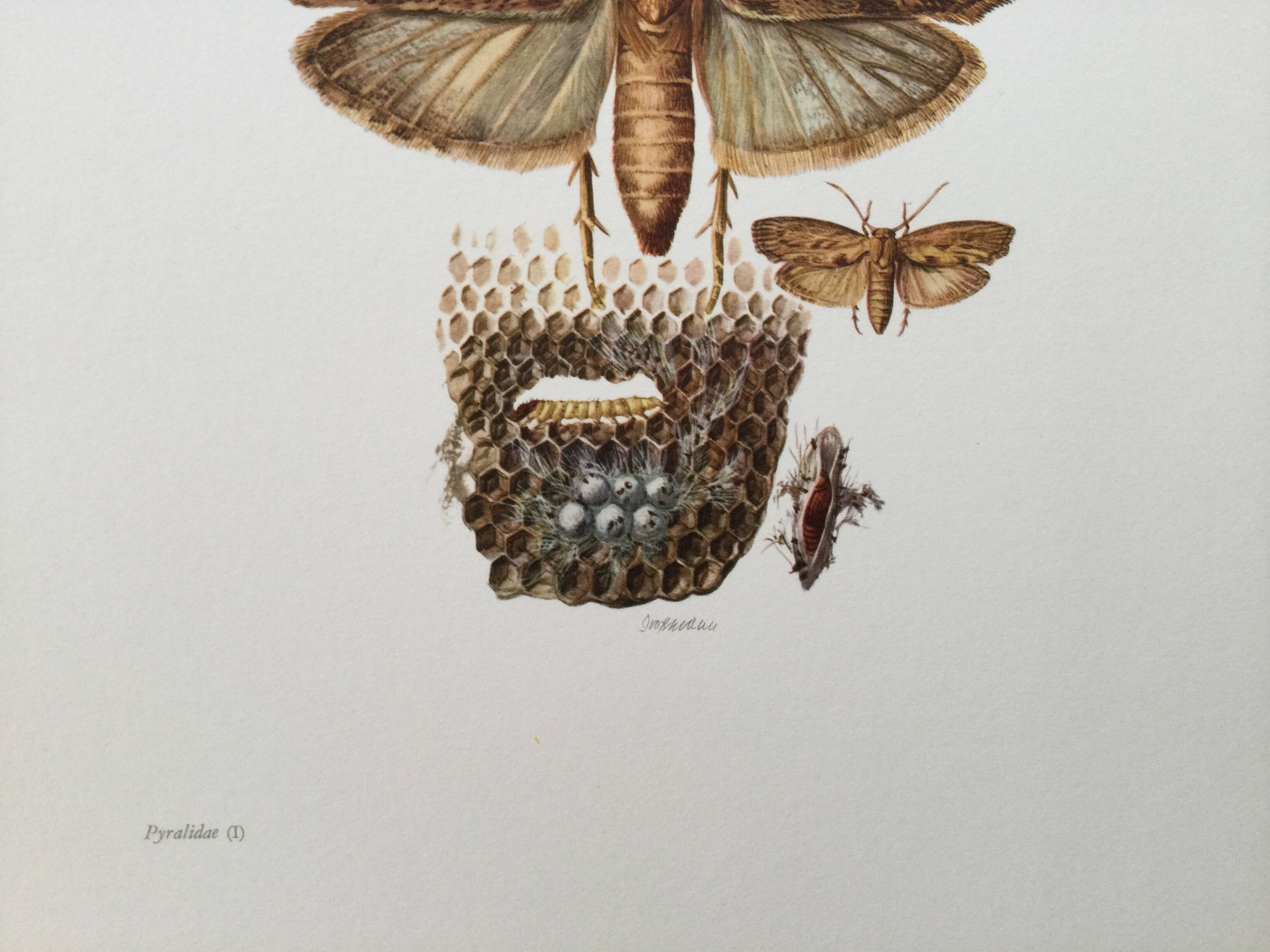 Vintage Print Insects, Butterflies Old Illustration 1969