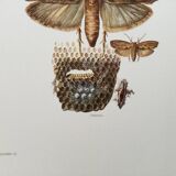 Vintage Print Insects, Butterflies Old Illustration 1969