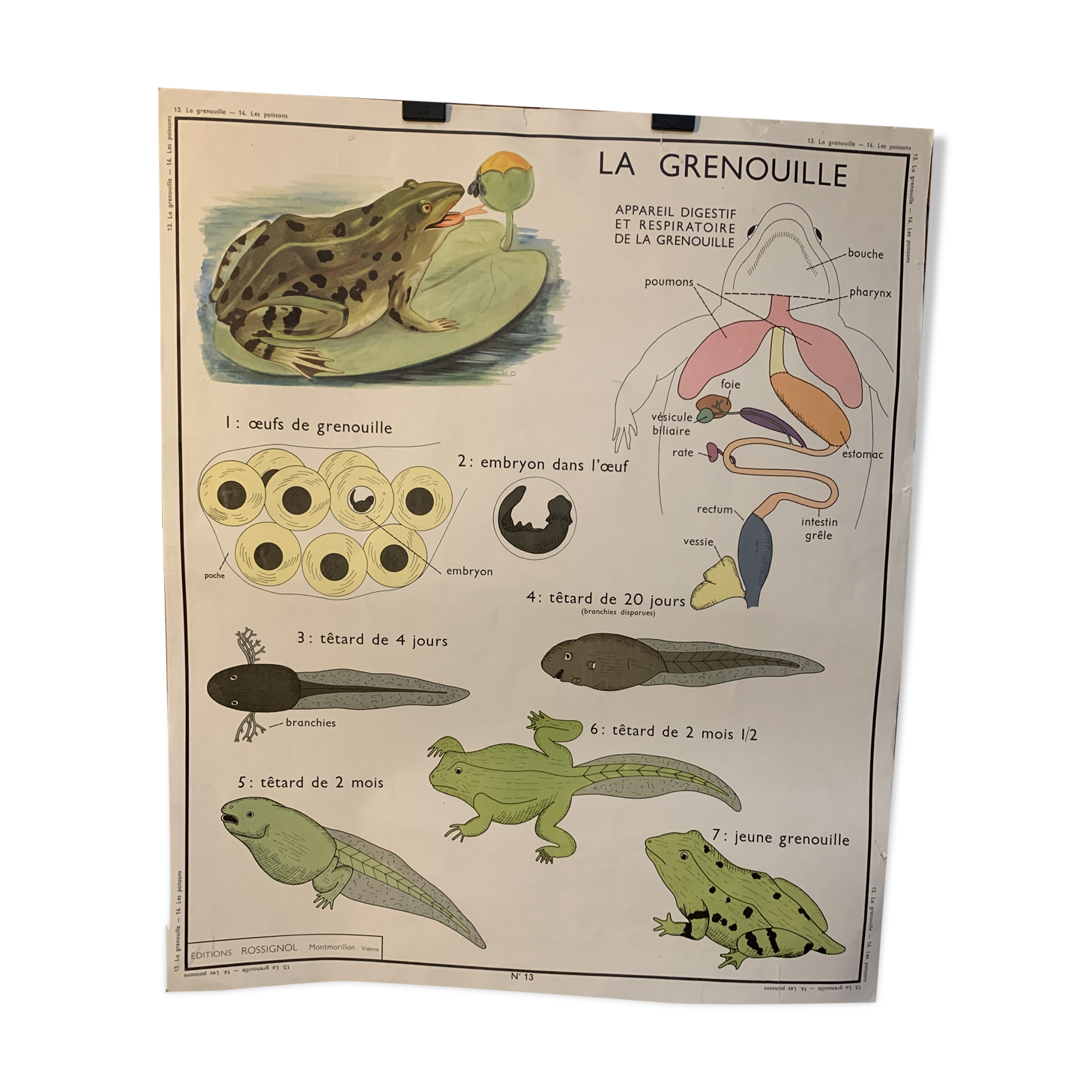 Poster The Frog and The Perch