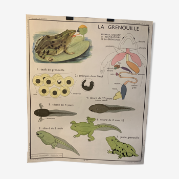 Affiche La grenouille et La perche