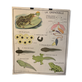 Poster The Frog and The Perch