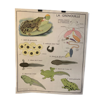 Poster The Frog and The Perch
