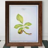 Printed in 1986, The Walnut Tree. Vintage Botanical