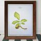 Printed in 1986, The Walnut Tree. Vintage Botanical