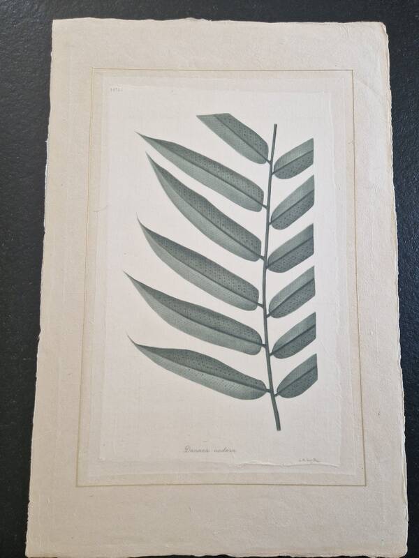 Dessin à l'aquarelle sur soie Danae Nodosa - La Roche Laffitte (Né en 1943)