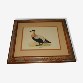 Tableau canard eye reproduction gravure ancienne