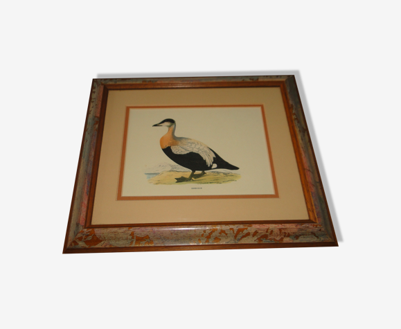 Tableau canard eye reproduction gravure ancienne