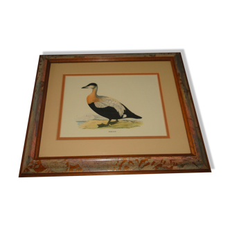 Painting duck eye reproduction antique engraving