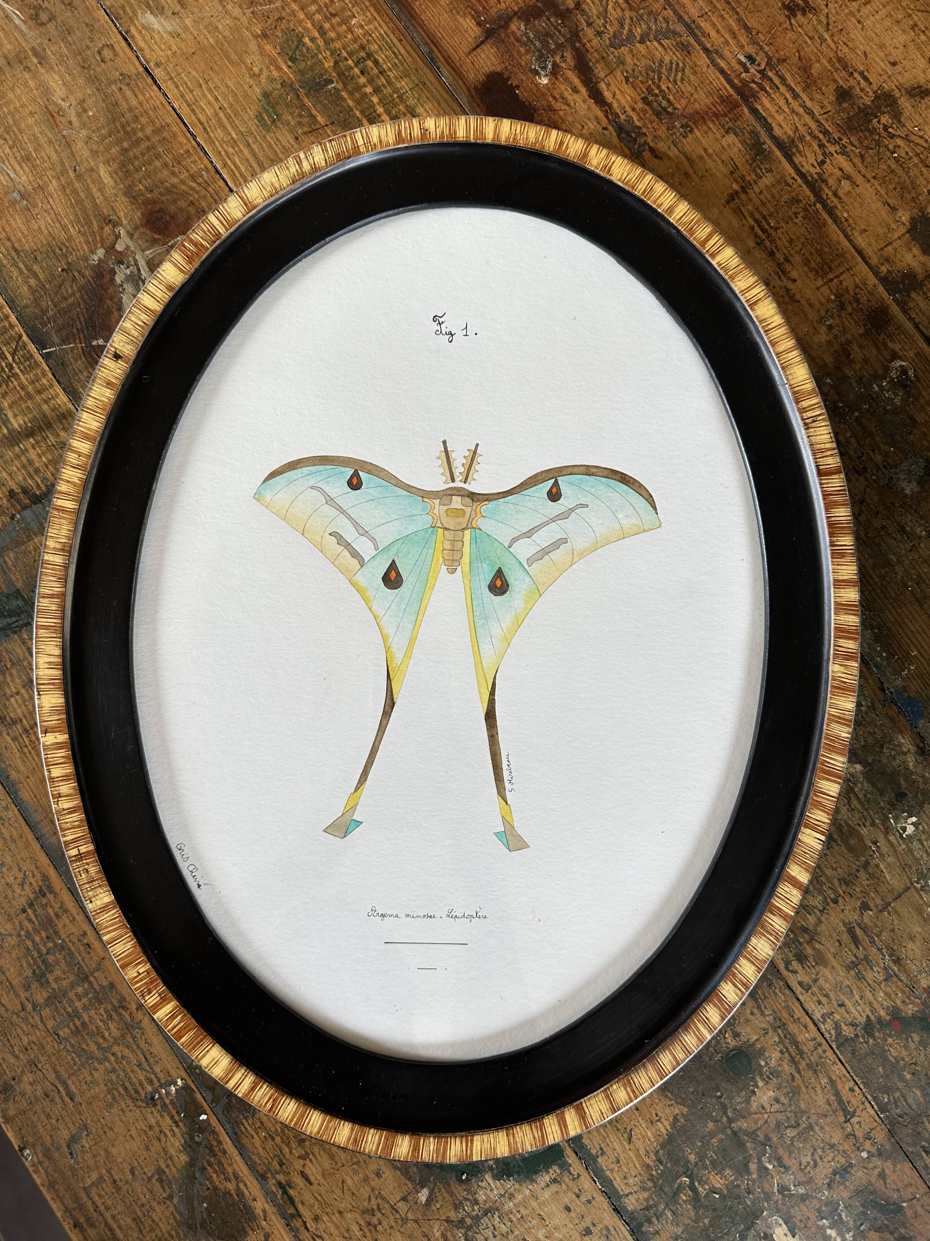 butterfly frame