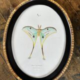 butterfly frame