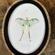butterfly frame