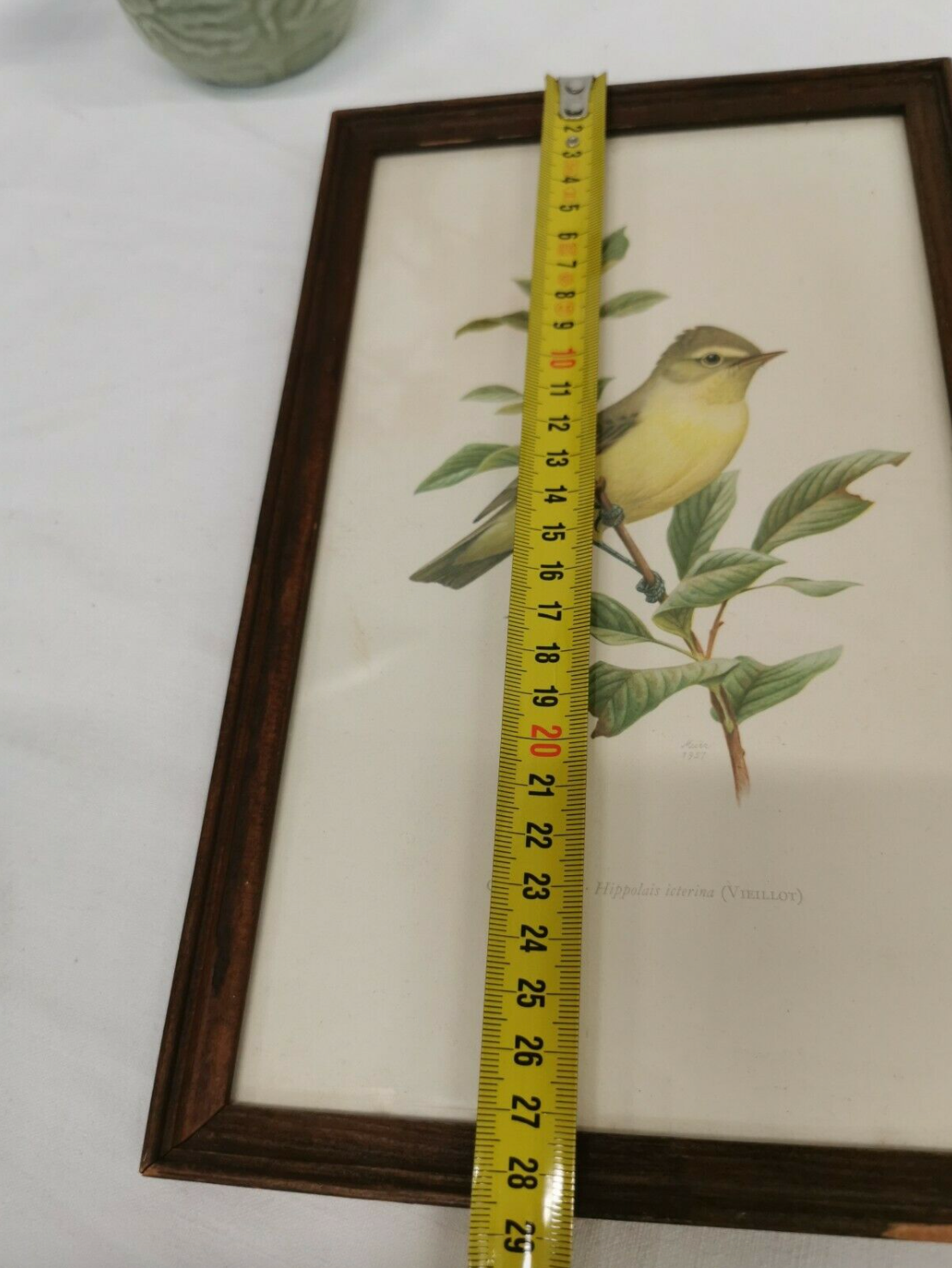 Lithograph hippolais icterina vintage bird (19x27cm)