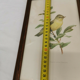 Lithograph hippolais icterina vintage bird (19x27cm)