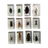 Lot de 12 inclusions résine insectes entomologie taxidermie
