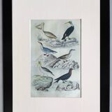 Original ornithological plate " Pelican - Cormorant - &c... Buffon (1837)