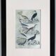 Planche ornithologique originale " Pélican - Cormoran - &c... Buffon 1837