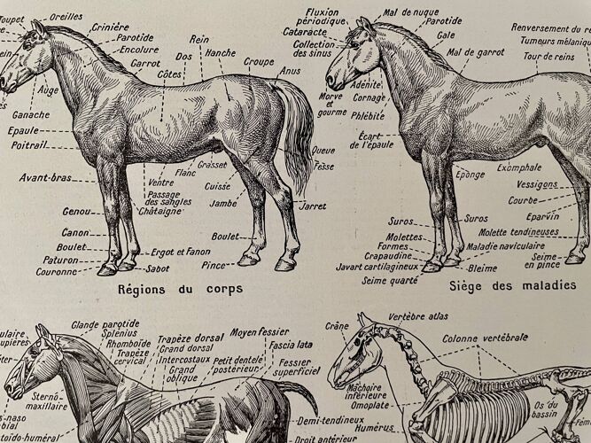 Lithographie gravure sur l'anatomie du cheval de 1921