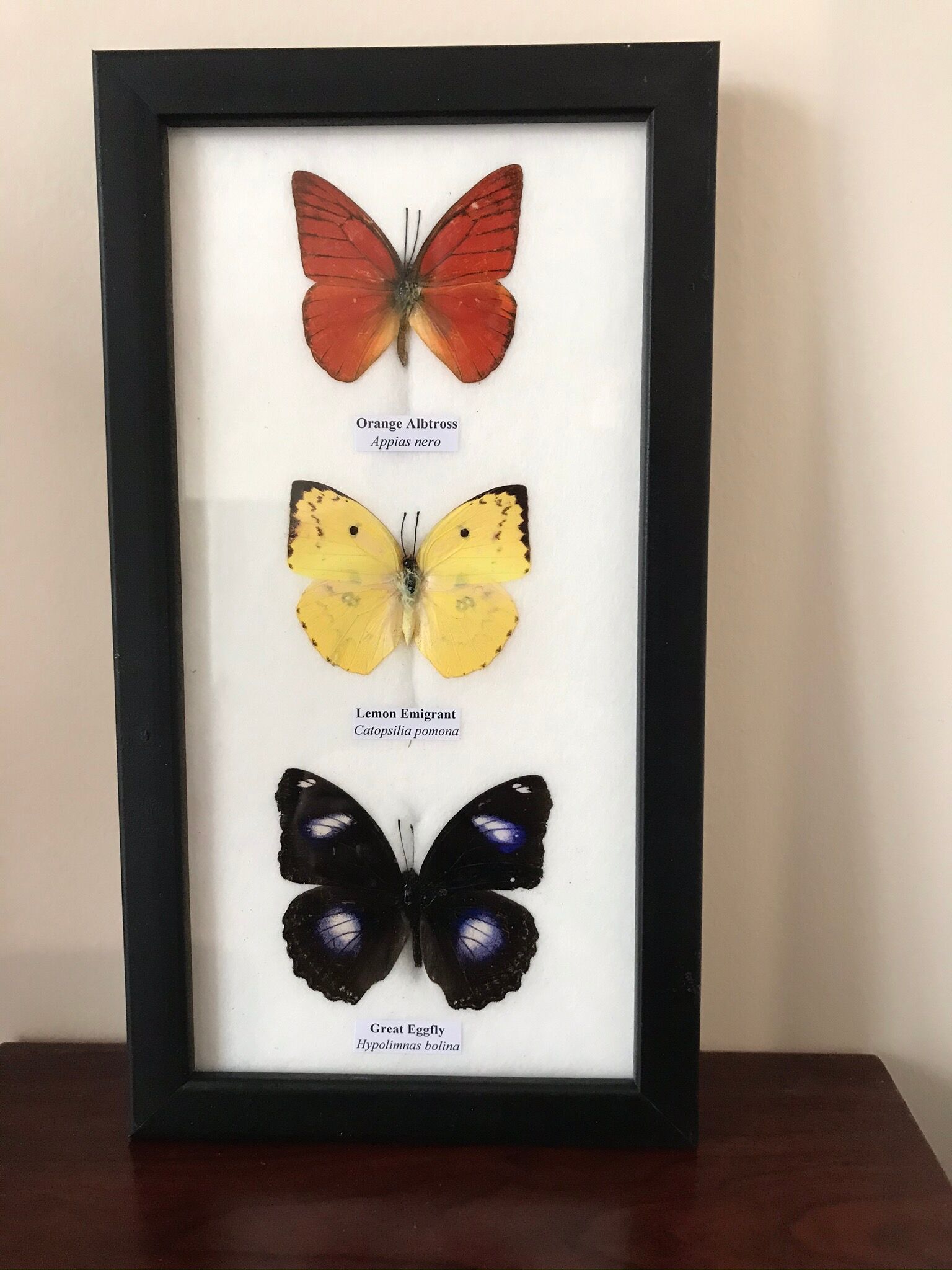 Frame Butterflies assortment 14 cm x 25 cm