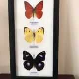 Frame Butterflies assortment 14 cm x 25 cm