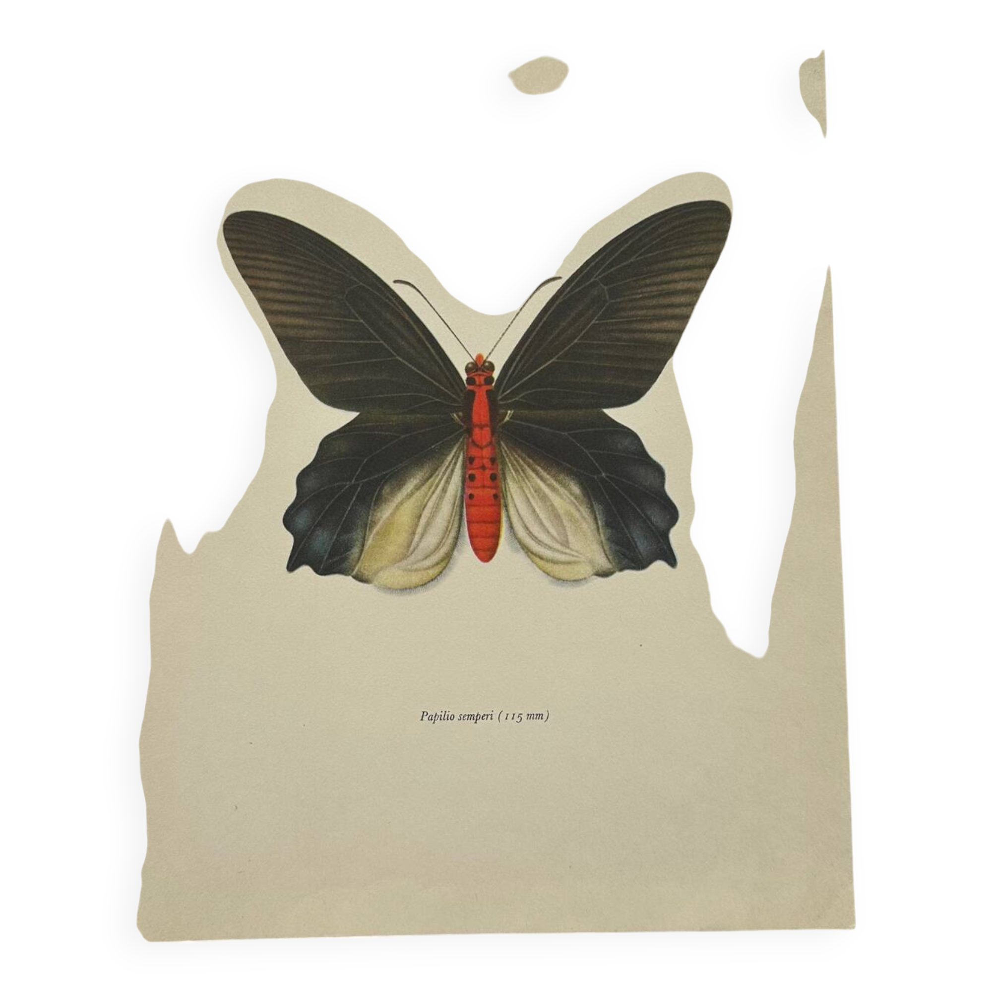 Antique butterfly engraving vintage botanical plate naturalist etching