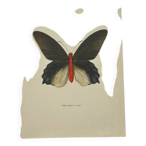 Antique butterfly engraving vintage botanical plate naturalist etching