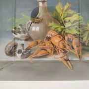 Still life with pastel Breton lobster