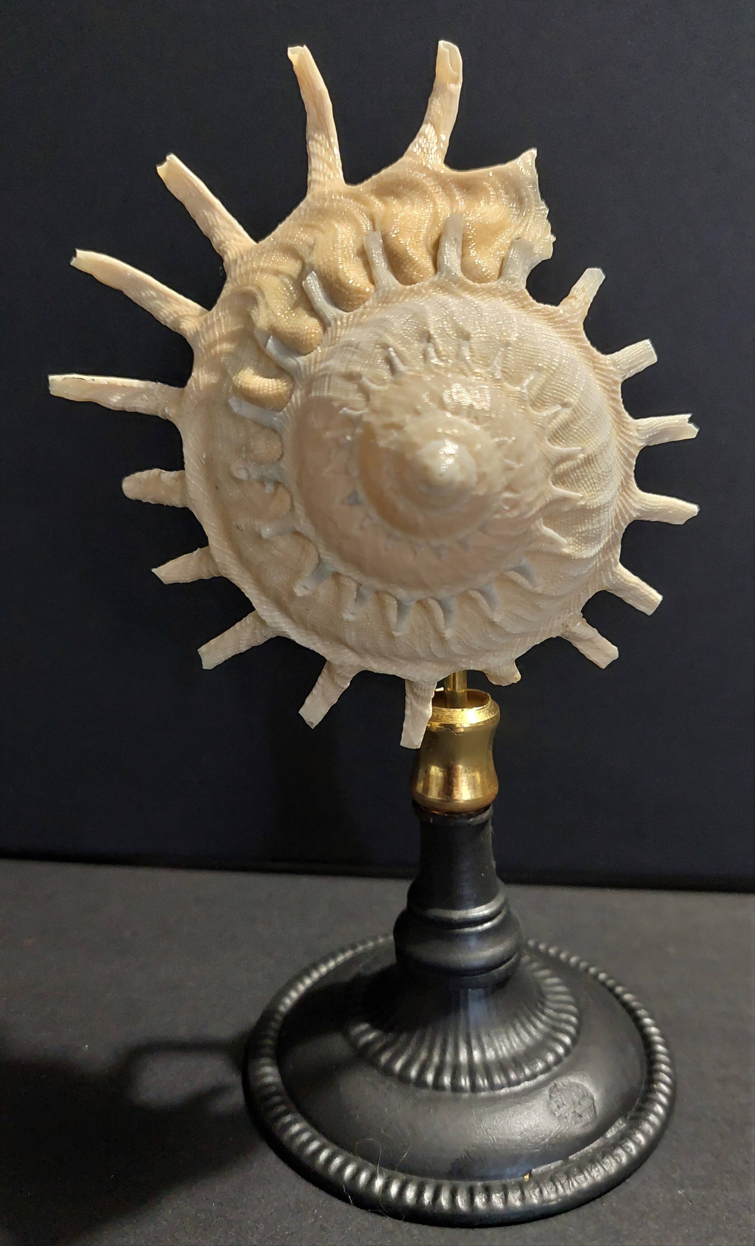 Cabinet of Curiosities stellaria solaris shell on base