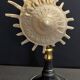 Cabinet of Curiosities stellaria solaris shell on base