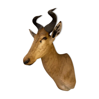 Trophée antilope bubale de lichtenstein empaillé