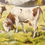 Poster "Cows" educational rack Franz Roubal 1925