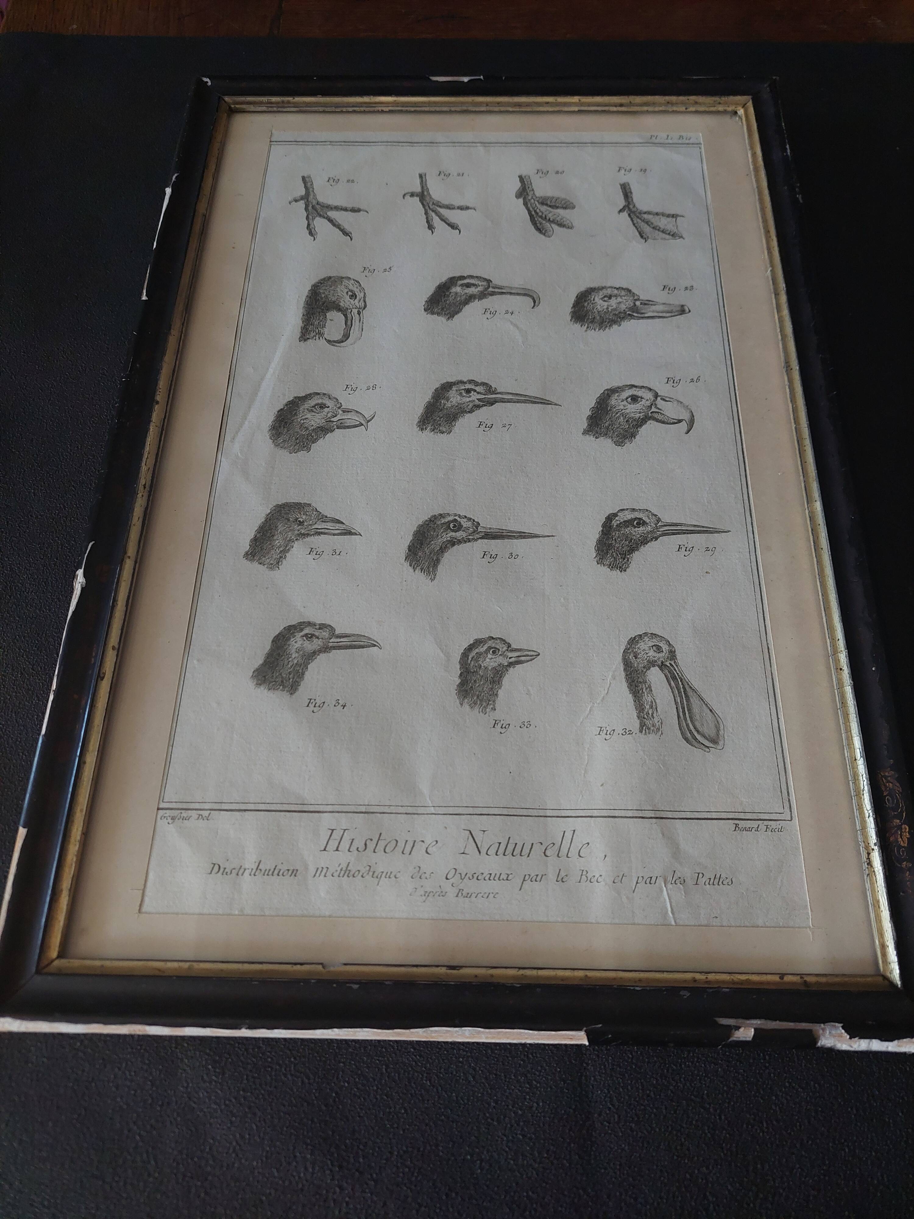 Animal engraving from the 18th century.