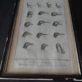 Animal engraving from the 18th century.