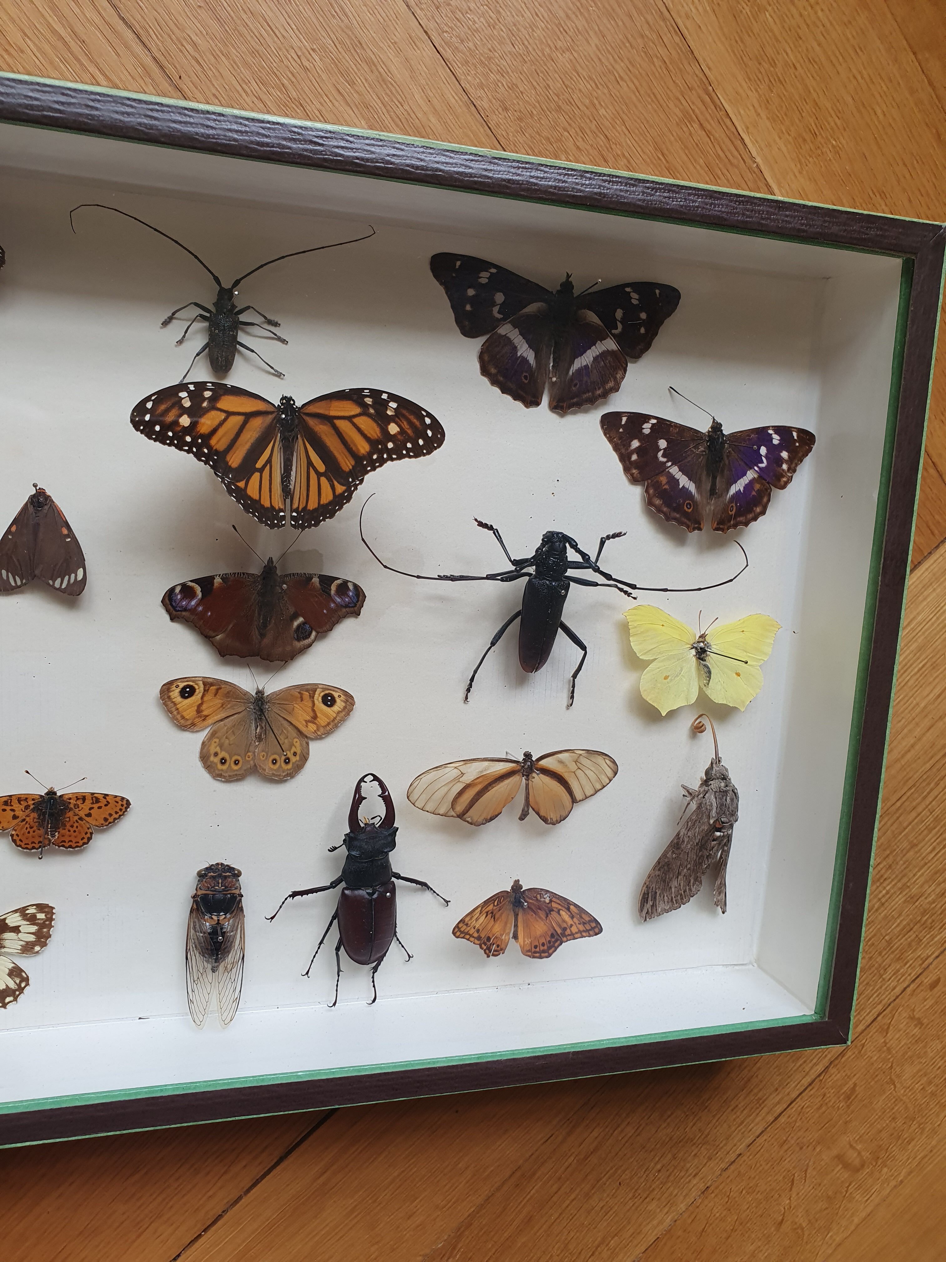 Butterfly showcase old collection