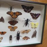 Vitrine de papillons ancienne