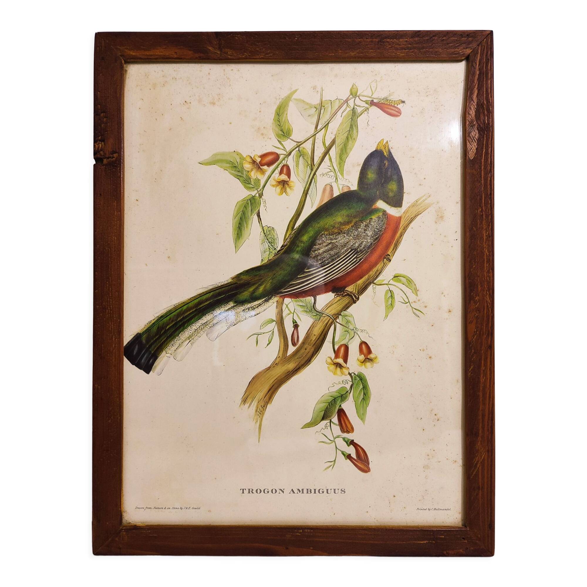 Gould lithograph enhanced hand Trogon ambiguus