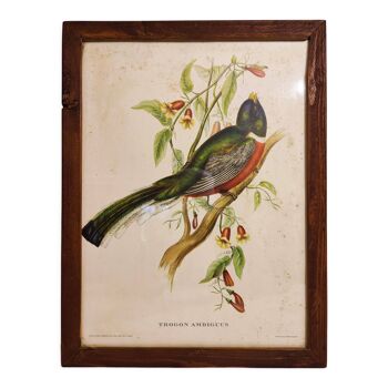 Lithographie Gould Réhaussée Main Trogon Ambiguus