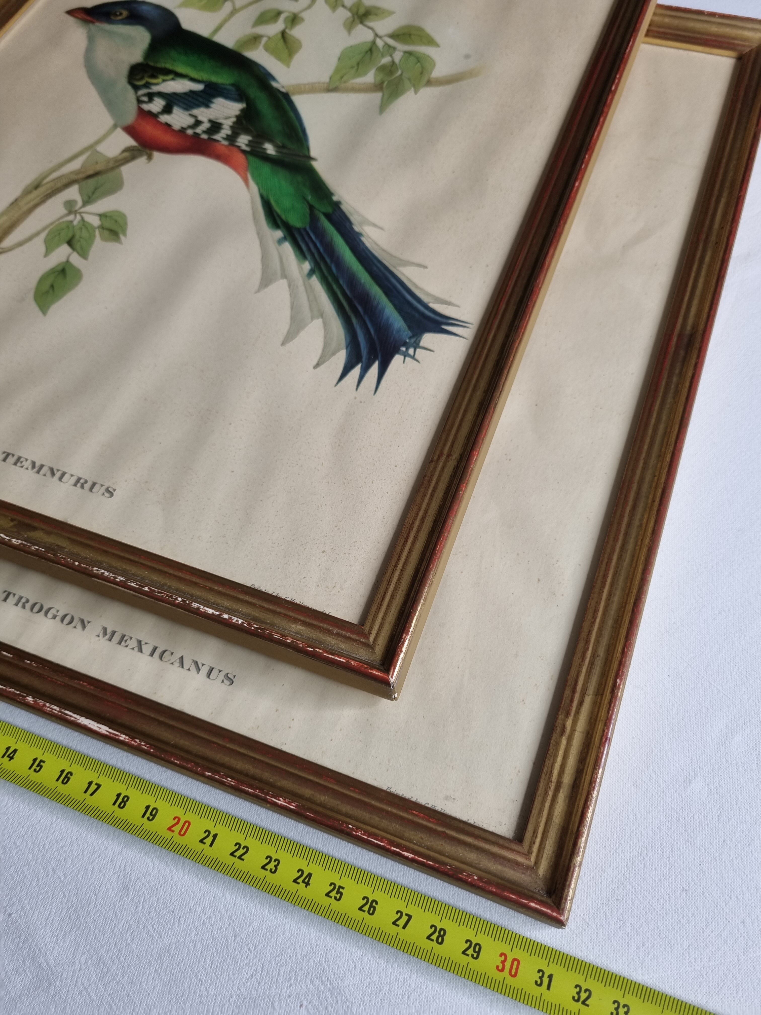 Two orthinological plates framed vintage, after J. & E. Gould (1955)