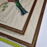 Two orthinological plates framed vintage, after J. & E. Gould (1955)