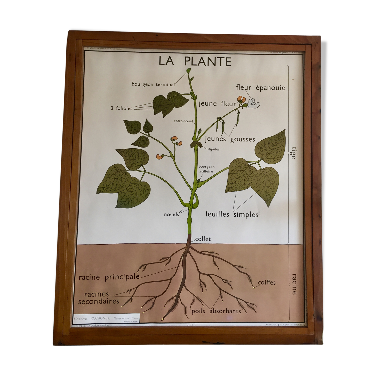 Educational poster Rossignol plants and roots years 60