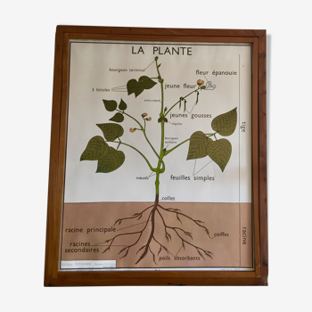 Educational poster Rossignol plants and roots years 60