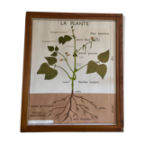 Educational poster Rossignol plants and roots years 60