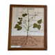 Educational poster Rossignol plants and roots years 60