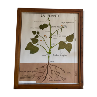 Educational poster Rossignol plants and roots years 60