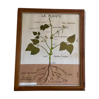 Affiche pédagogique Rossignol plantes et racines années 60