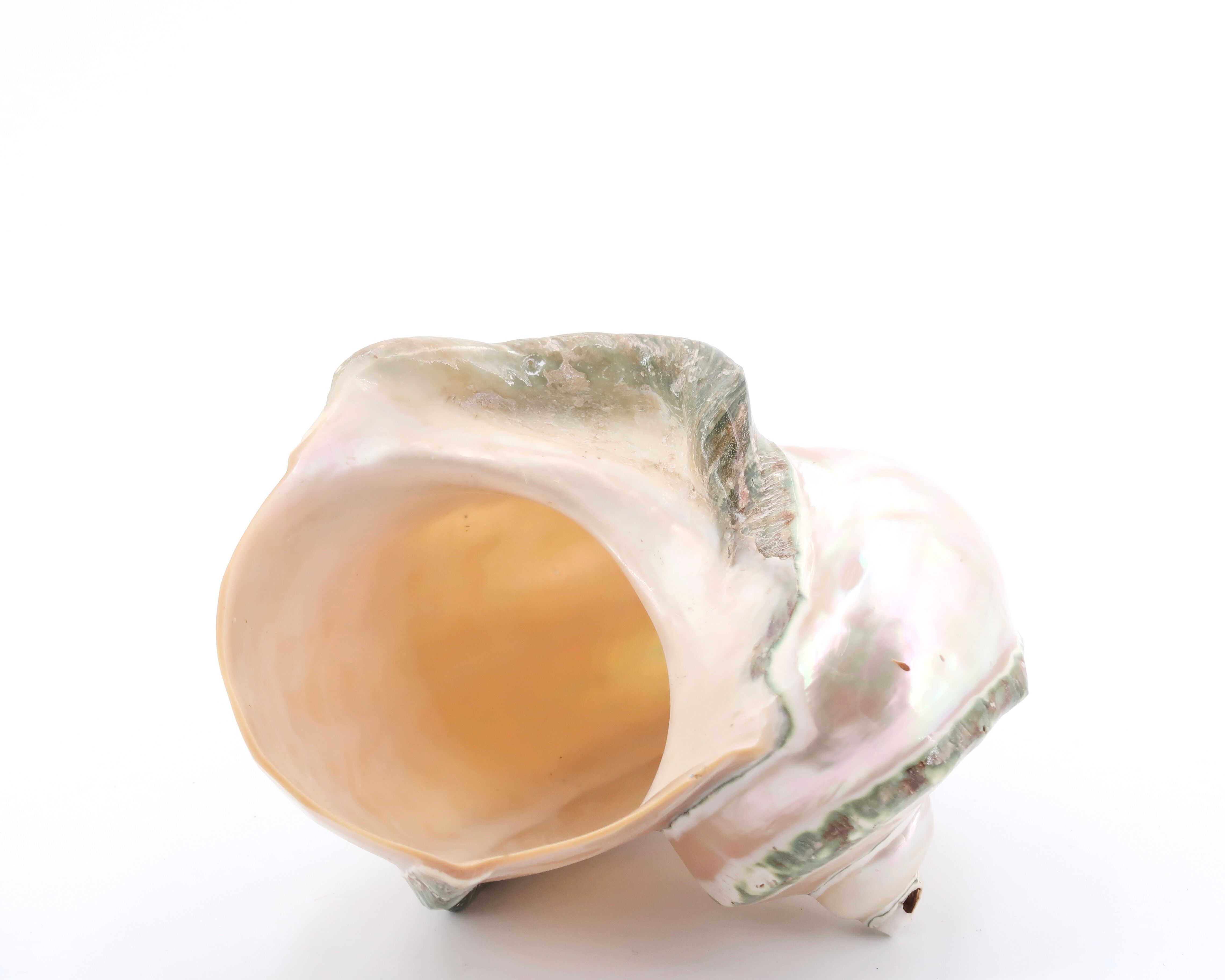 Turbo Marmoratus spiral shell, 60s