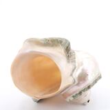 Turbo Marmoratus spiral shell, 60s