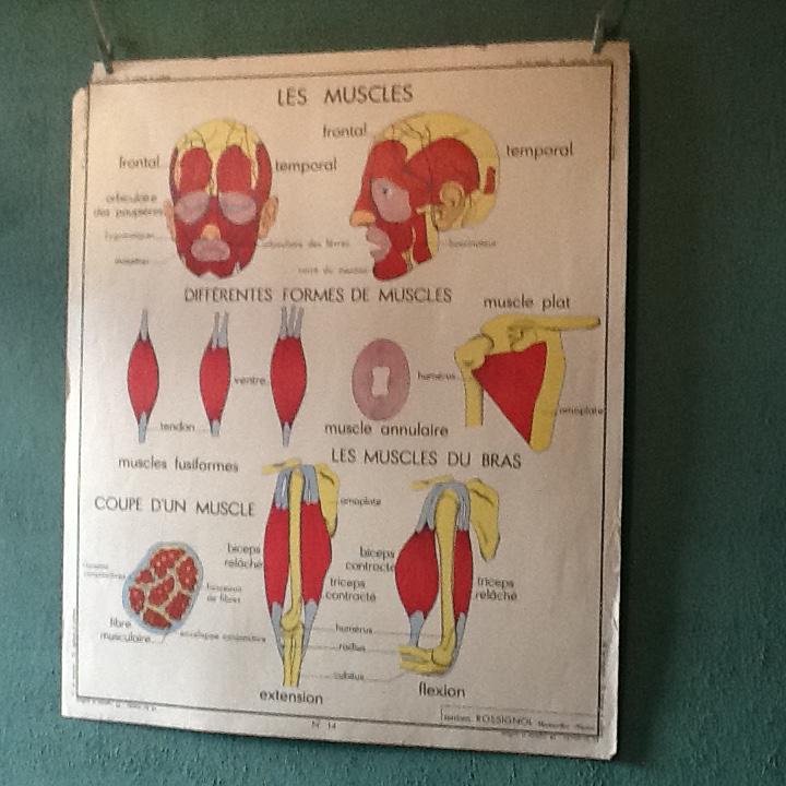 Poster teaching years 60 - muscle / skeletal health